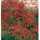 COTONEASTER HORIZONTALIS