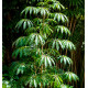 SCHEFFLERA TAIWANIANA