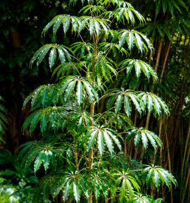SCHEFFLERA TAIWANIANA