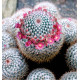 MAMMILARIA GRACILIS