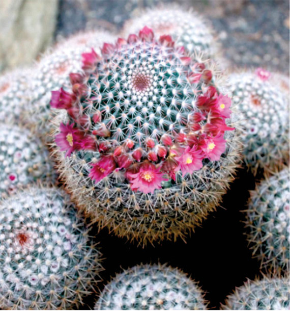 MAMMILARIA GRACILIS