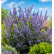 VITEX MAGICAL SUMMERTIME BLUES