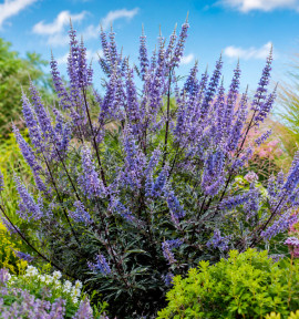 VITEX MAGICAL SUMMERTIME BLUES