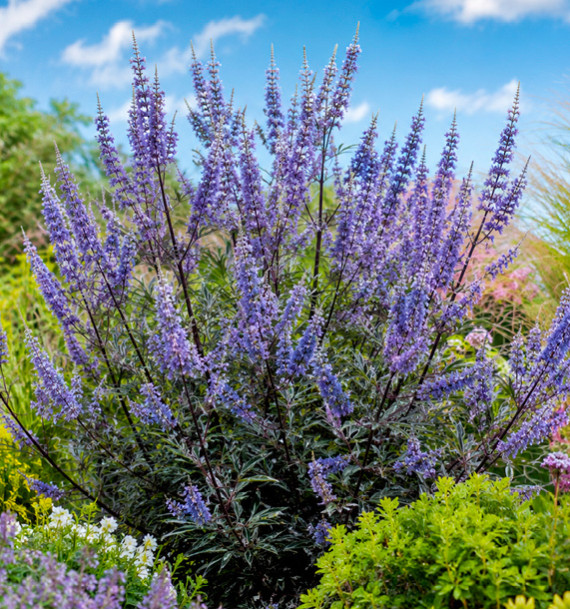 VITEX MAGICAL SUMMERTIME BLUES