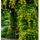 JASMIN PRIMEVÈRE GOLD TOUCH®