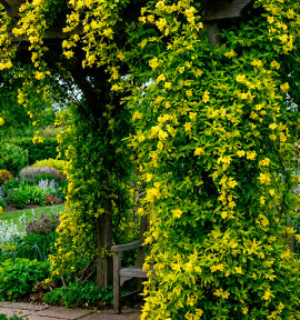 JASMIN PRIMEVÈRE GOLD TOUCH®