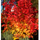 COTINUS FLAMISSIMO®