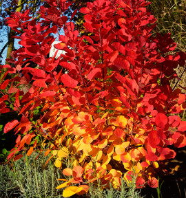 COTINUS FLAMISSIMO®