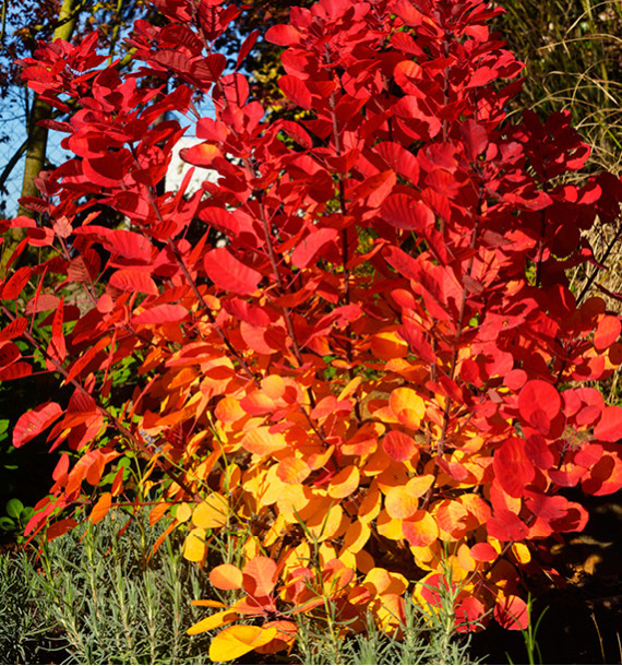 COTINUS FLAMISSIMO®