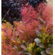 COTINUS FLAMISSIMO®