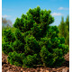 CHAMAECYPARIS OBTUSA NANA GRACILIS
