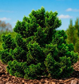 CHAMAECYPARIS OBTUSA NANA GRACILIS