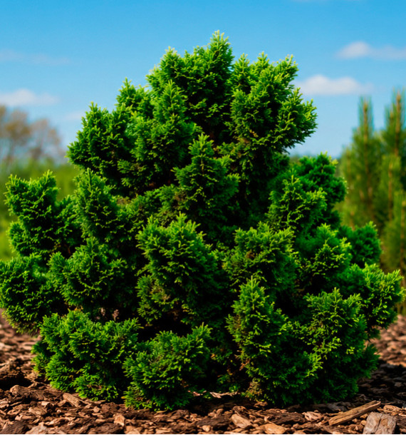 CHAMAECYPARIS OBTUSA NANA GRACILIS