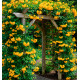 CAMPSIS GOLDEN TRUMPET®