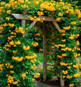 CAMPSIS GOLDEN TRUMPET®