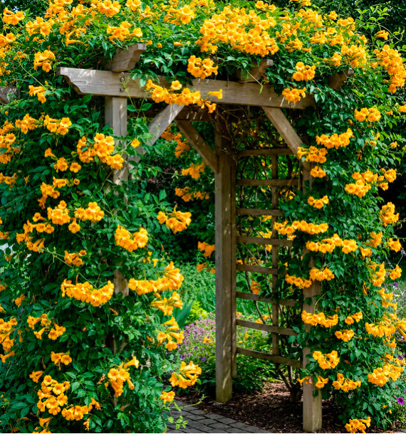 CAMPSIS GOLDEN TRUMPET®
