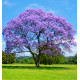 PAULOWNIA APRIL LIGHT