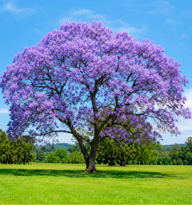 PAULOWNIA APRIL LIGHT