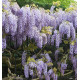 GLYCINE DE CHINE