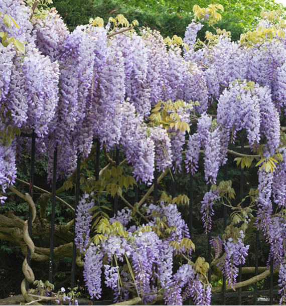GLYCINE DE CHINE