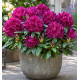 RHODODENDRON POLARNACHT
