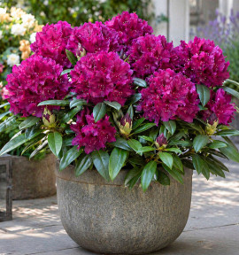 RHODODENDRON POLARNACHT