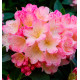RHODODENDRON PERCY WISEMAN