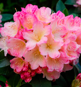RHODODENDRON PERCY WISEMAN