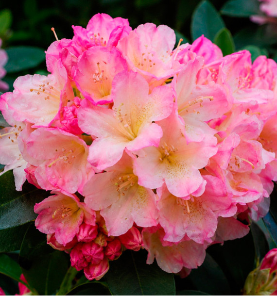 RHODODENDRON PERCY WISEMAN