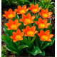 TULIPE FOSTERIANA ORACLE