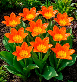 TULIPE FOSTERIANA ORACLE