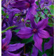 CLÉMATITE SAPHYRA® VIOLETTA