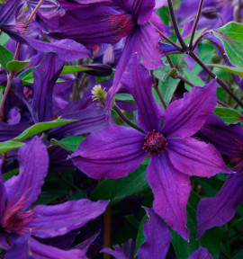 CLÉMATITE SAPHYRA® VIOLETTA