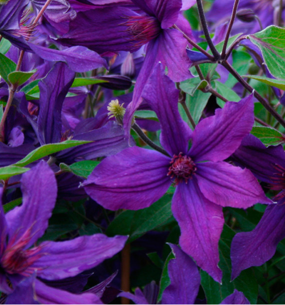 CLÉMATITE SAPHYRA® VIOLETTA