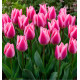 TULIPE FOSTERIANA PURPLE PURISSIMA