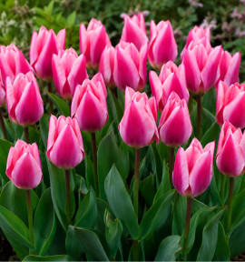 TULIPE FOSTERIANA PURPLE PURISSIMA