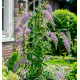 BUDDLEIA WISTERIA LANE