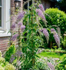 BUDDLEIA WISTERIA LANE