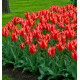 TULIPE GREIGII FRIENDLY FIRE