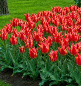 TULIPE GREIGII FRIENDLY FIRE