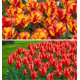 COLIBRIANT 20 TULIPES GREIGII : 10 FRIENDLY FIRE + 10 KIEV