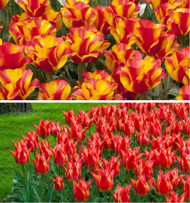 COLIBRIANT 20 TULIPES GREIGII : 10 FRIENDLY FIRE + 10 KIEV