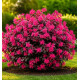 LOROPETALUM CHINENSIS ROUGE DE LA MAJORIE