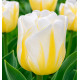 TULIPE TRIOMPHE CALGARY FLAMES