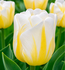 TULIPE TRIOMPHE CALGARY FLAMES