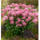 HORTENSIA CANDYBELLE® SORBET