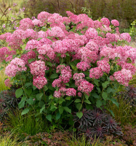 HORTENSIA CANDYBELLE® SORBET