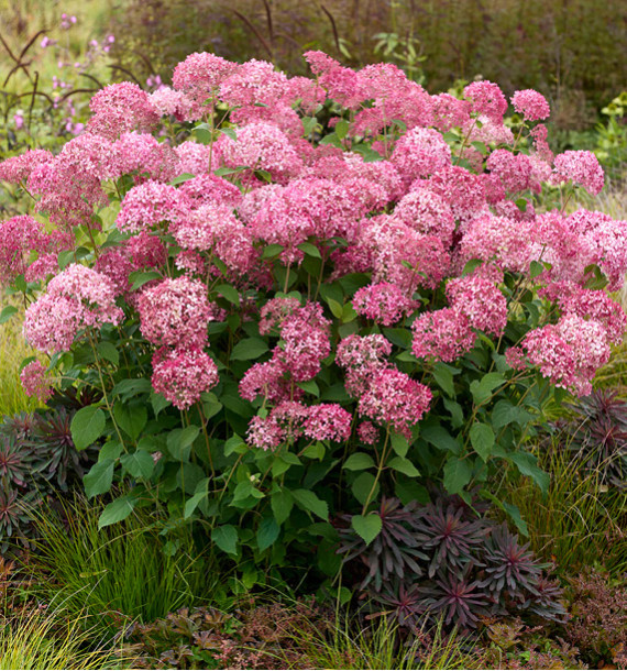 HORTENSIA CANDYBELLE® SORBET