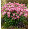 HORTENSIA CANDYBELLE® SORBET