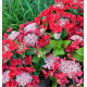 HORTENSIA ROTSCHWANZ